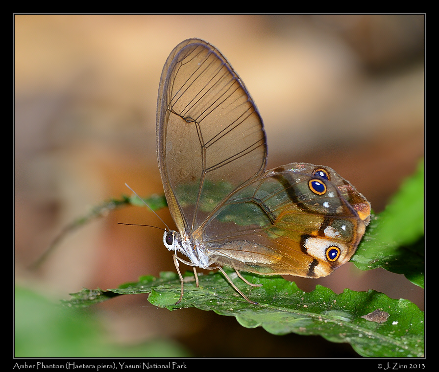 amber_phantom_7398a
