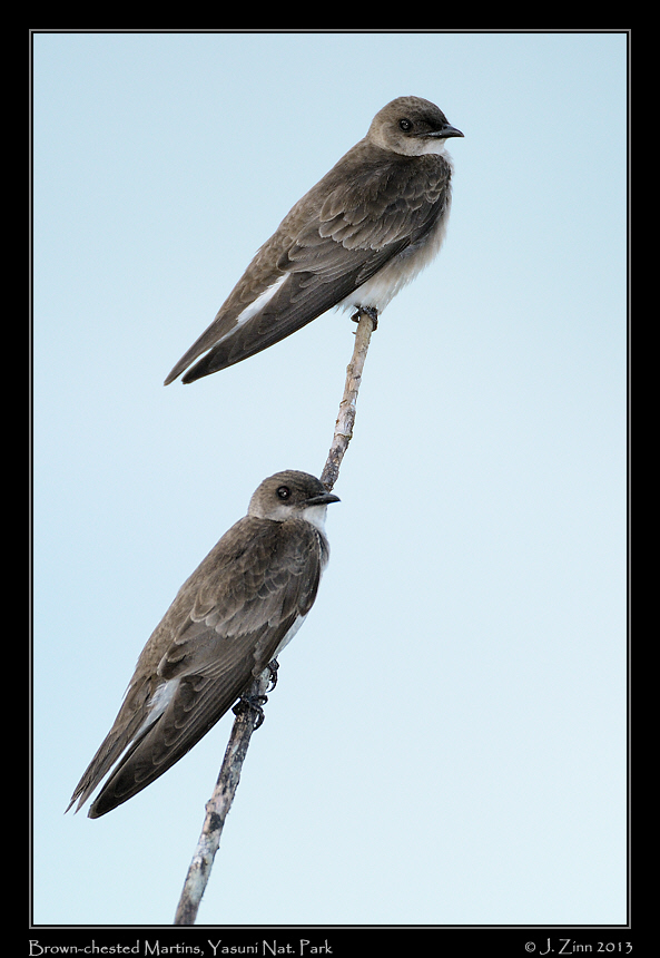 brown_chested_martin_7245a