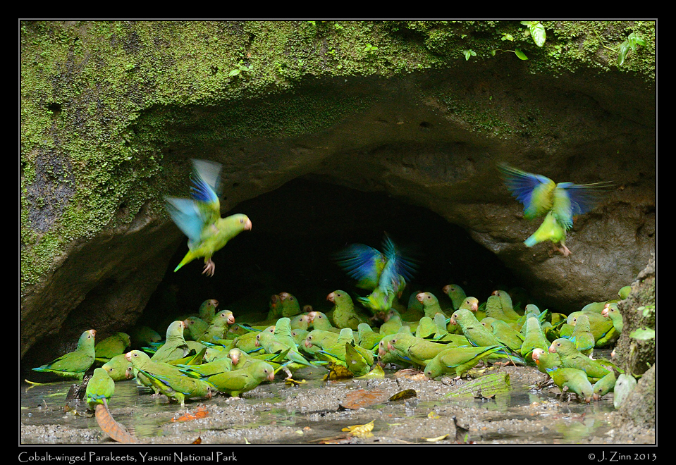 cobalt_winged_parakeet_7008a