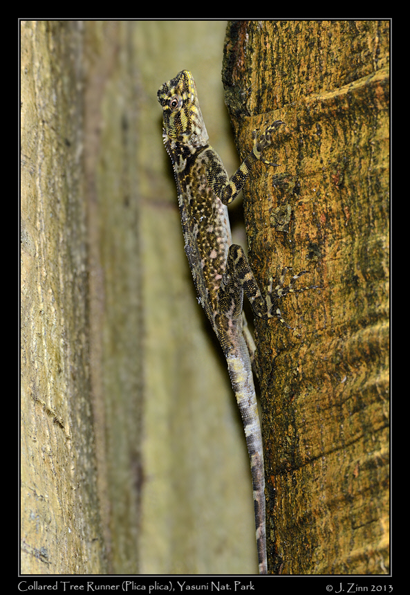 collared_tree_runner_7386a