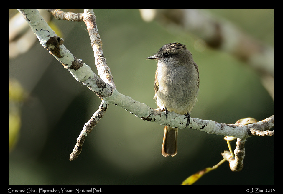 crowned_slaty_flycatcher_7355a