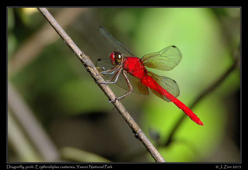dragonfly_7608a