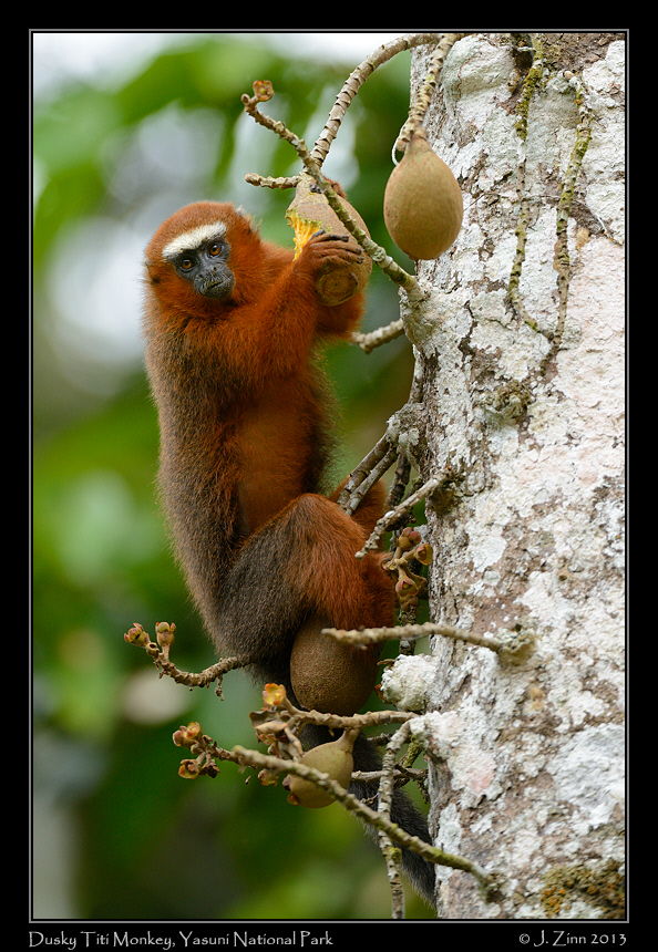 dusky_titi_monkey_7080a