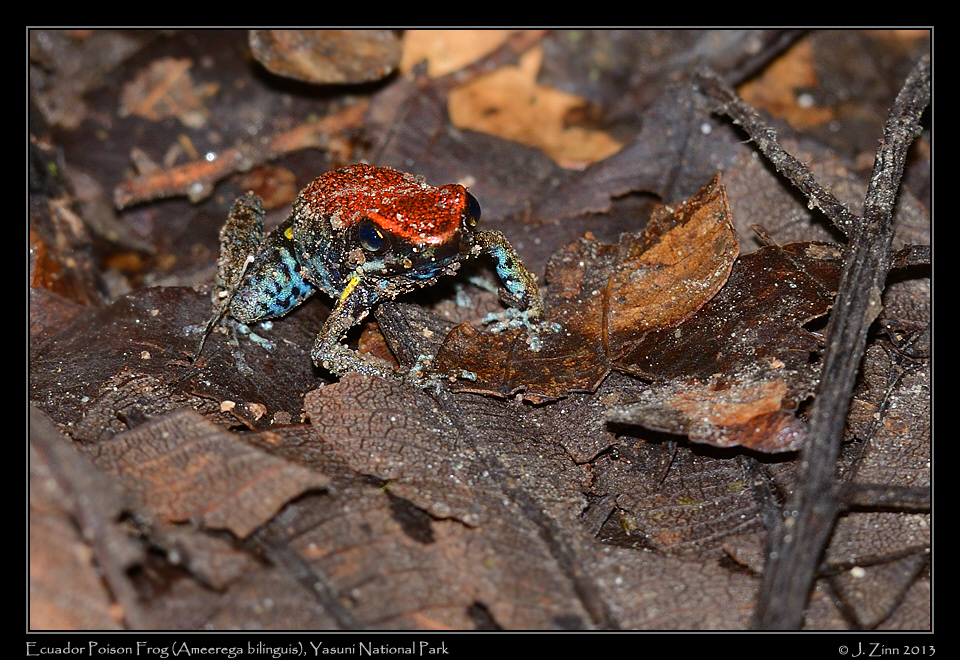 ecuador_poison_frog_7414a