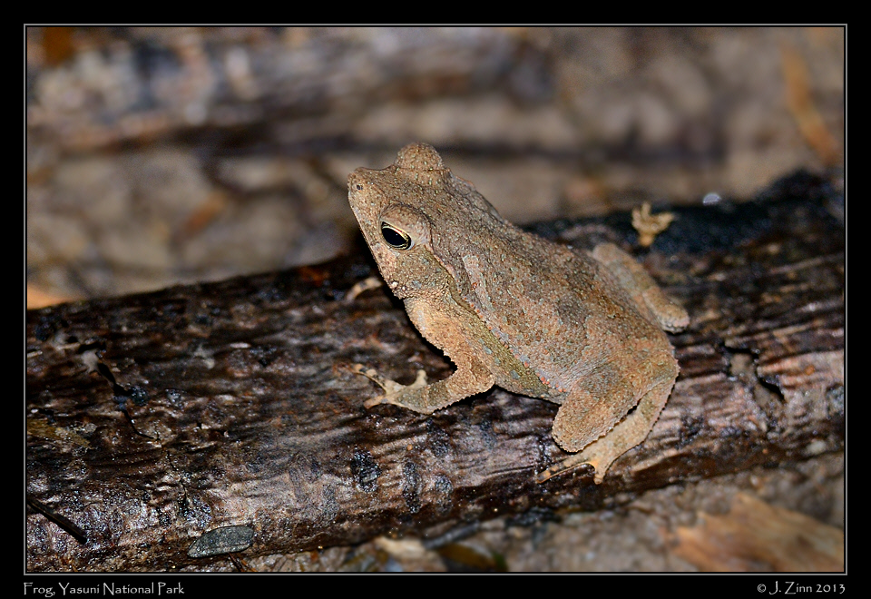 frog_6791a