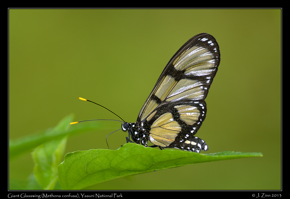 giant_glasswing_6809a