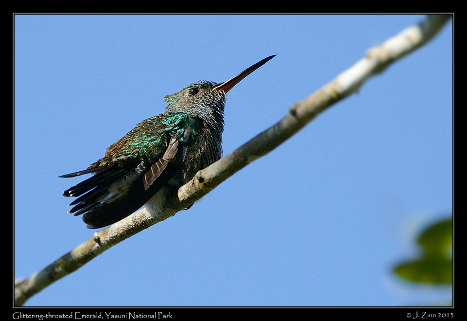 glittering_throated_emerald_7548a