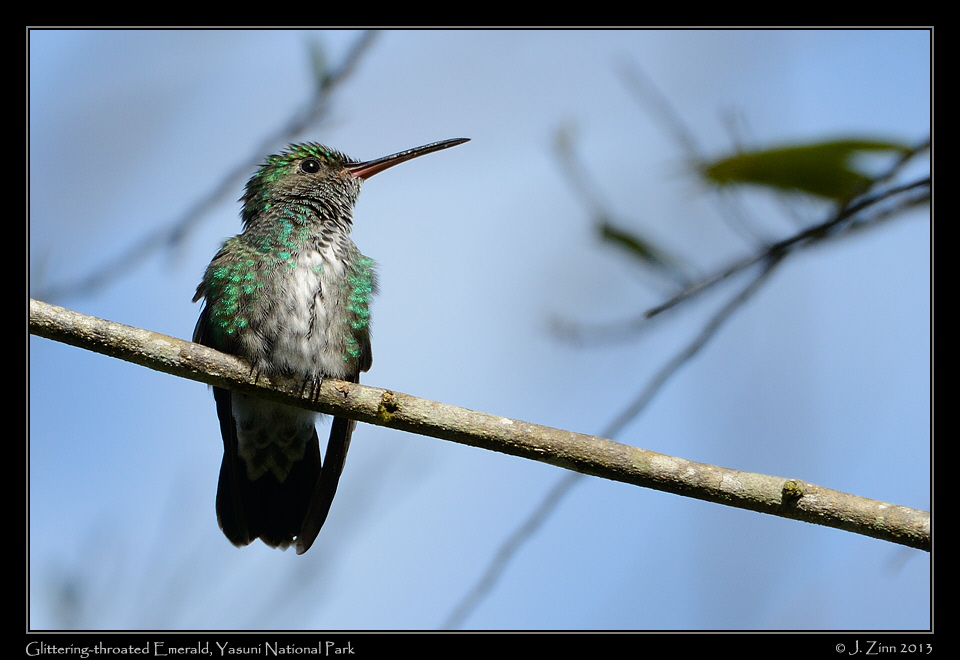 glittering_throated_emerald_7588a