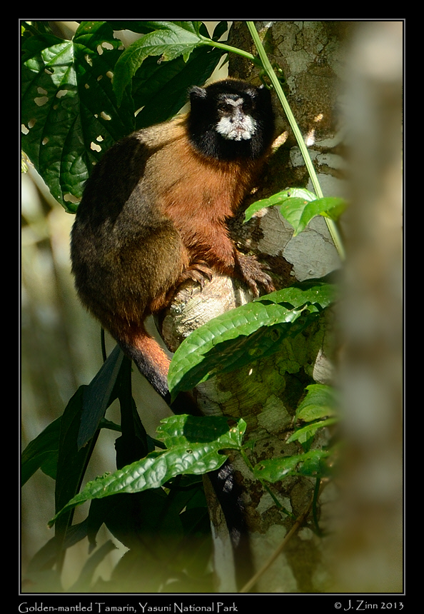 golden_mantled_tamarin_7466a