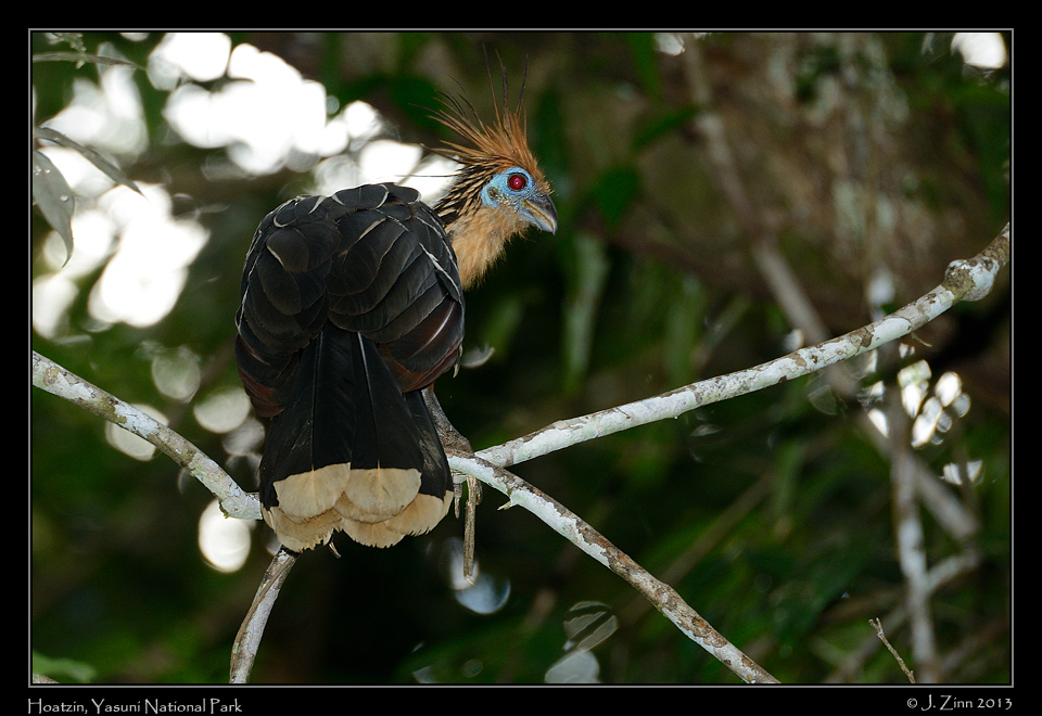 hoatzin_6703a