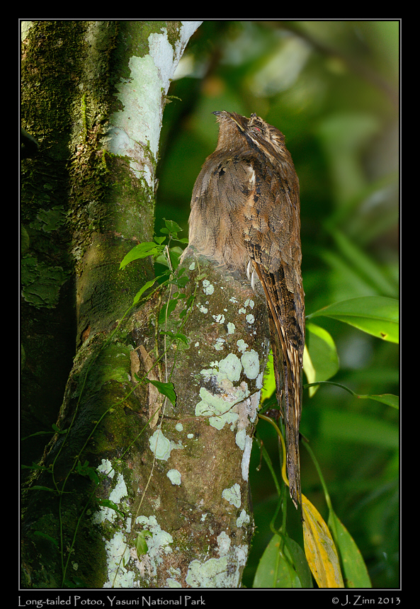 long_tailed_potoo_6817a