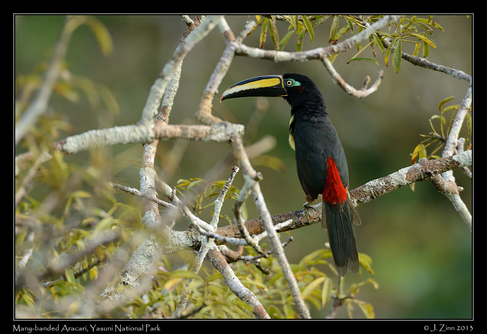 many_banded_aracari_6824a