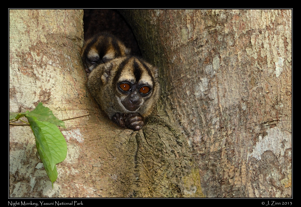 night_monkey_6702b