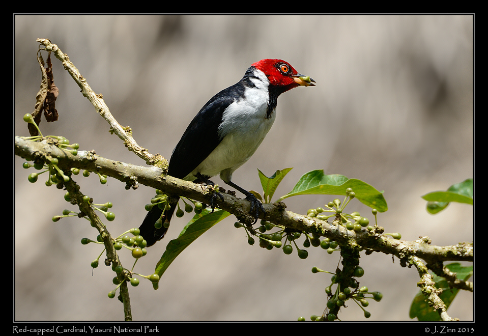 red_capped_cardinal_7438a