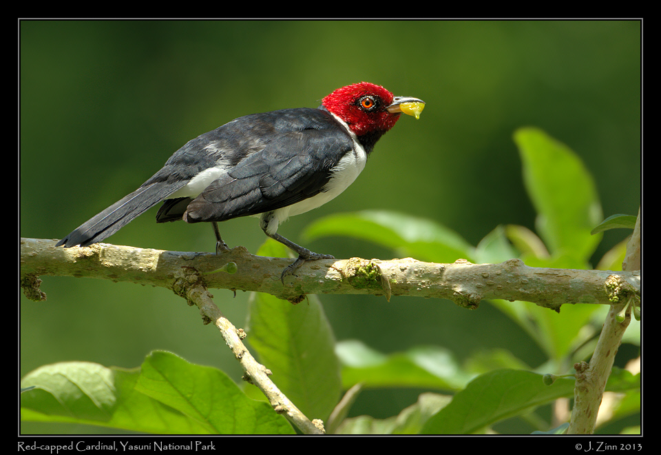 red_capped_cardinal_7448a