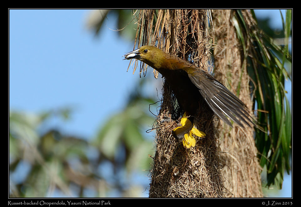 russet_backed_oropendola_7501b
