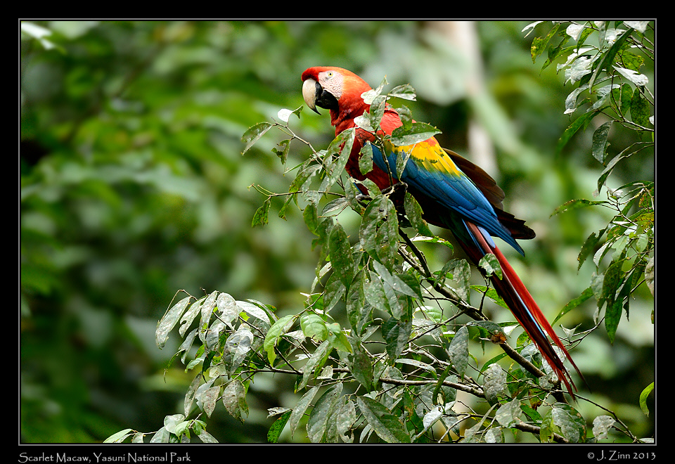 scarlet_macaw_6980a