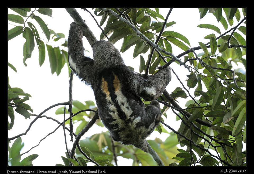 three_toed_sloth_7151b