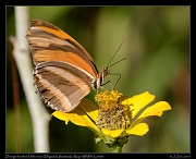  Orange-banded Heliconian (Dryadula phaetusa), Yasuni National Park, Ecuador � Janet Zinn 2013
