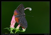  Eurybia albiseriata stellifera, Yasuni National Park, Ecuador � Janet Zinn 2013