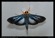  Moth, Pyraustinae sp., Yasuni National Park, Ecuador � Janet Zinn 2013