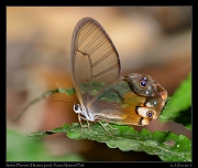  Amber Phantom (Haetera piera), Yasuni National Park, Ecuador � Janet Zinn 2013