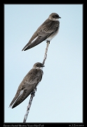  Brown-chested Martin, Yasuni National Park, Ecuador � Janet Zinn 2013