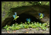  Cobalt-winged Parakeets at the clay lick, Yasuni National Park, Ecuador � Janet Zinn 2013