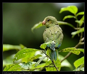  Cobalt-winged Parakeet, Yasuni National Park, Ecuador � Janet Zinn 2013