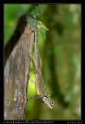  Collared Tree Runner (Plica plica), Yasuni National Park, Ecuador � Janet Zinn 2013