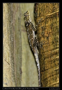 Collared Tree Runner (Plica Plica), Yasuni National Park, Ecuador � Janet Zinn 2013