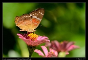  Coolie (anartia amathea), Yasuni National Park, Ecuador � Janet Zinn 2013