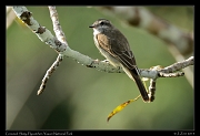 Crowned Slaty-flycatcher, Yasuni National Park, Ecuador � Janet Zinn 2013
