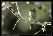  Crowned Slaty-Flycatcher, Yasuni National Park, Ecuador � Janet Zinn 2013