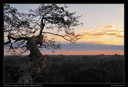  Sunrise from the canopy tower, Yasuni National Park, Ecuador � Janet Zinn 2013