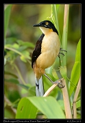  Black-capped Donacobius, Yasuni National Park, Ecuador � Janet Zinn 2013