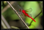  Dragonfly, prob. Erythrodiplax castanea, Yasuni National Park, Ecuador � Janet Zinn 2013