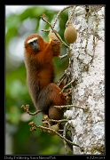  Dusky Titi Monkey, Yasuni National Park, Ecuador � Janet Zinn 2013