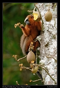  Dusky Titi Monkey, Yasuni National Park, Ecuador � Janet Zinn 2013