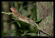  Amazon Forest Dragon (Enyalioides laticeps), Yasuni National Park, Ecuador � Janet Zinn 2013