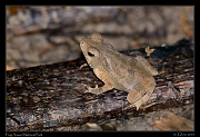  Frog, Yasuni National Park, Ecuador � Janet Zinn 2013