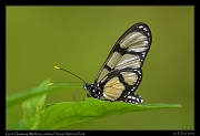  Giant Glasswing (Methona confusa), Yasuni National Park, Ecuador � Janet Zinn 2013