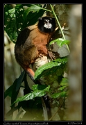  Golden-mantled Tamarin, Yasuni National Park, Ecuador � Janet Zinn 2013