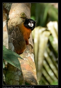  Golden-mantled Tamarin, Yasuni National Park, Ecuador � Janet Zinn 2013
