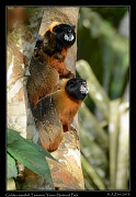  Golden-mantled Tamarins, Yasuni National Park, Ecuador � Janet Zinn 2013