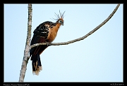  Hoatzin, Yasuni National Park, Ecuador � Janet Zinn 2013
