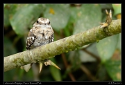  Ladder-tailed Nightjar, Yasuni National Park, Ecuador � Janet Zinn 2013