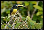  Lettered Aracari, Yasuni National Park, Ecuador � Janet Zinn 2013