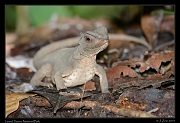  Lizard, Yasuni National Park, Ecuador � Janet Zinn 2013