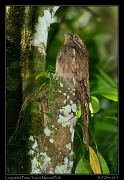  Long-tailed Potoo, Yasuni National Park, Ecuador � Janet Zinn 2013